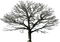 Tree Transparent File