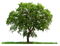 Tree Transparent Free PNG