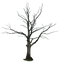 Tree Transparent PNG