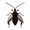 True Bug Insect PNG Clipart