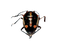 True Bug Insect PNG File