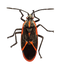 True Bug Insect PNG Free Download