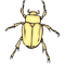 True Bug Insect PNG Free Image