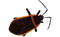 True Bug Insect PNG HD Image