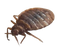 True Bug Insect PNG High Quality Image