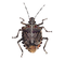 True Bug Insect PNG Image