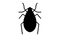 True Bug Insect PNG Picture