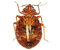 True Bug Insect PNG