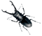 True Bug PNG Free Download