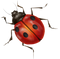 True Bug PNG HD Image