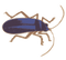 True Bug PNG Image HD