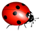 True Bug Transparent