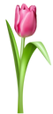 Tulip Free Download PNG