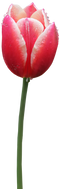 Tulip Free PNG Image