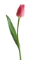 Tulip PNG Clipart