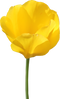 Tulip PNG File