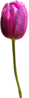 Tulip PNG HD