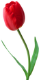 Tulip PNG Image