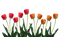 Tulip PNG Pic