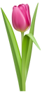 Tulip PNG Picture