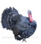 Turkey PNG Clipart