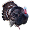 Turkey PNG