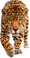 Walking Leopard PNG Clipart