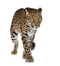 Walking Leopard PNG Free Download