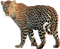 Walking Leopard PNG Image