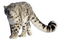 Walking Leopard PNG