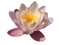 Water Lily Free Download PNG