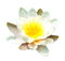 Water Lily Free PNG Image