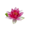 Water Lily PNG File