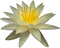 Water Lily PNG Picture