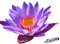 Water Lily PNG