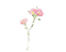 Watercolor Flower PNG Transparent HD Photo