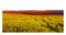 Wheat Field PNG Clipart