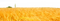 Wheat Field PNG File