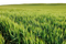 Wheat Field PNG Free Image