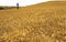 Wheat Field PNG Image File