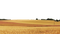 Wheat Field PNG Images