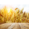 Wheat Field PNG Pic