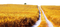 Wheat Field