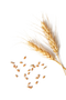 Wheat PNG Clipart