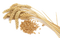 Wheat PNG File