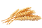 Wheat PNG Free Download