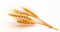 Wheat PNG High Quality Image