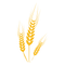 Wheat PNG Image HD