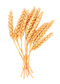 Wheat PNG Image