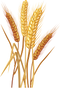 Wheat PNG Images